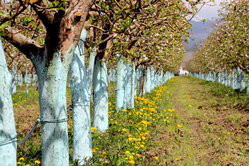 Rows of an apple tree orchard with trunks painted with a Bordeaux mixture.
