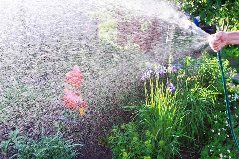 A human hand holds a water hose and has the thumb placed over the nozzle to create a spray. In a lush backyard setting.