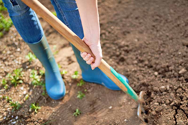 Horizontal closely cropped image of a woman wearing jeans and blue rubber boots, tilling the soil with a pitchfork.