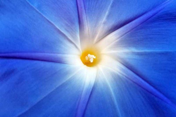 How to Plant and Grow Morning Glory Flowers | Gardener’s Path