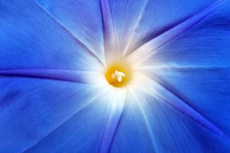 A close-up photograph of a blue morning glory flower with a white and yellow center. Pollen is evident on the stamen.