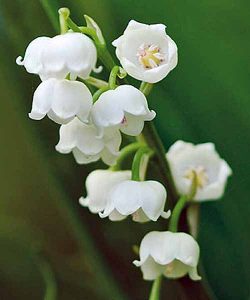 How to Grow Lily of the Valley: Your Planting and Care Guide
