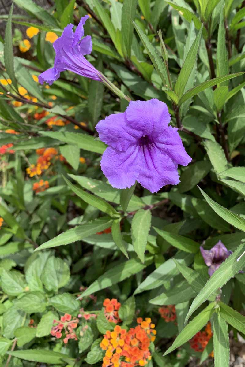 how to grow and care for mexican petunias (ruellia simplex)