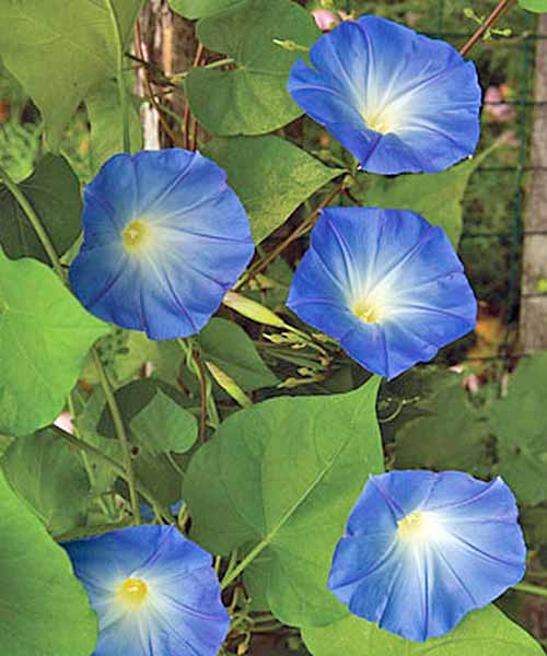 'Heavenly Blue' morning glory vine with five flowers and green, heart-shaped leaves.
