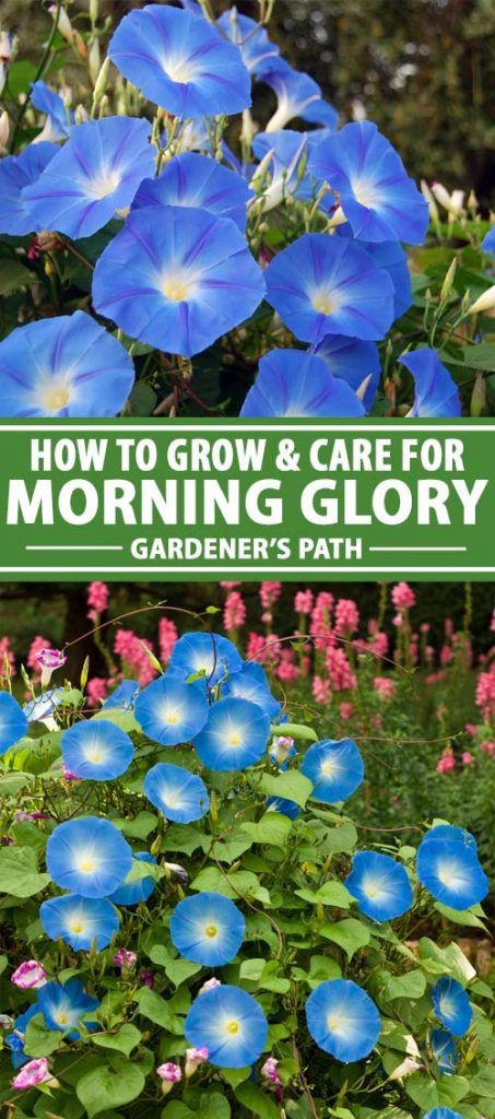 A collage of pictures showing different views of morning glory vines with blue flowers.