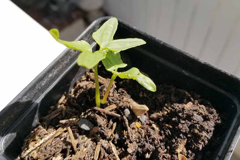Two morning glory seedlings grow from a plastic pot filled with a growing medium.