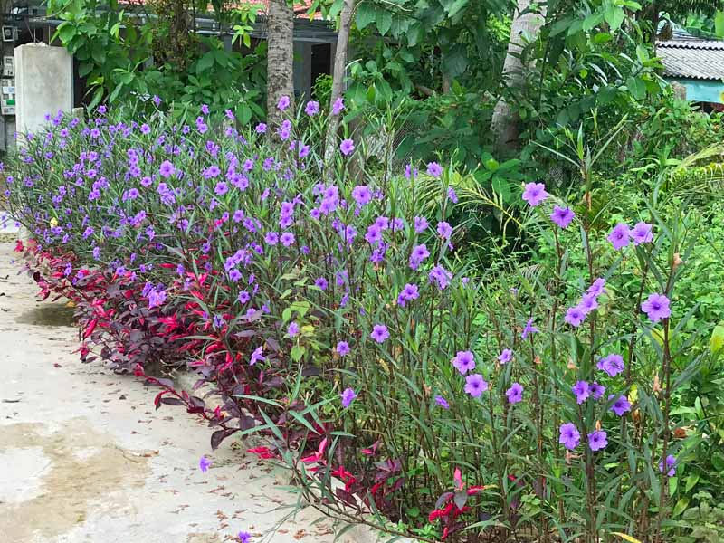A horizontal image of the tall variety of Mexican pansies used as an edging bed for a stone pathway.