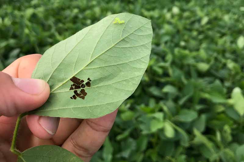 Close up of a human hand holding a soybean leaf that has been damaged by insect activity.