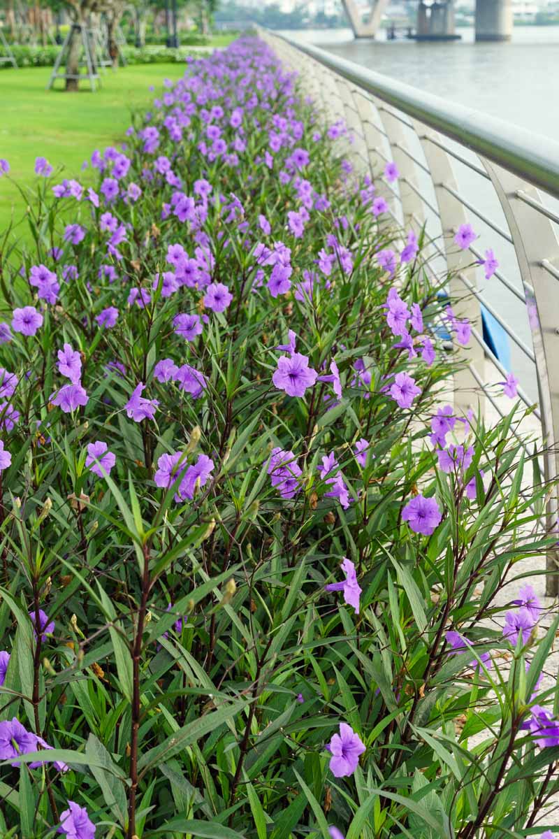 A close up vertical image of Mexican petunia lineing a brick wall along a waterfront in a park-like setting.