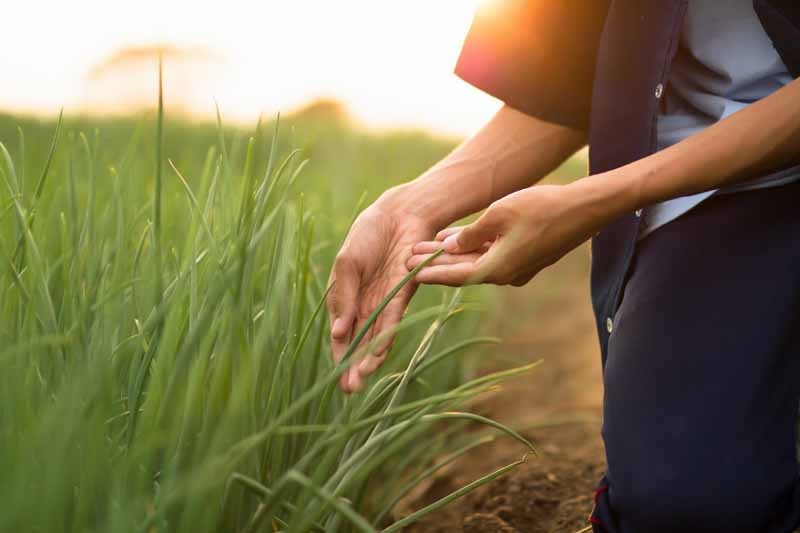 A pair of human hands examines cereal crops for signs of insect infestation.
