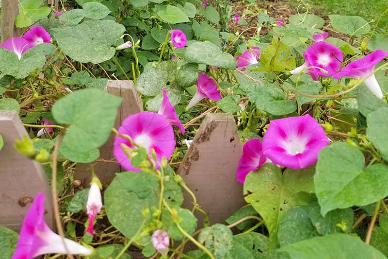 Pink morning glory flowers and vines crawl over a wooden fence and into a yard serving as groundcover.