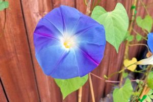 Blue and purple petals of a morning glory in the center of the photograph with vines, leaves, and the edge of another flower in the frame. A wooden slat fence is in the background behind a bamboo trellis.