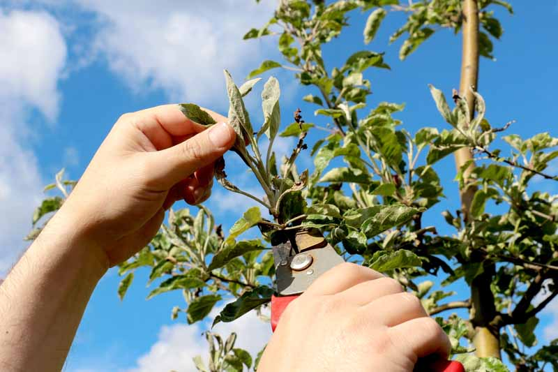 A pair of human hands uses a pruning tool to remove branches of an apple tree infected with Podosphaera leucotricha.