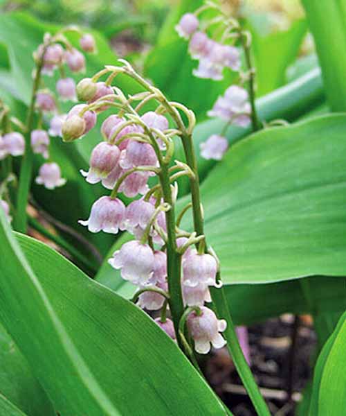 'Rose' lily of the valley with pale pink bell-shaped flowers and wide green leaves.