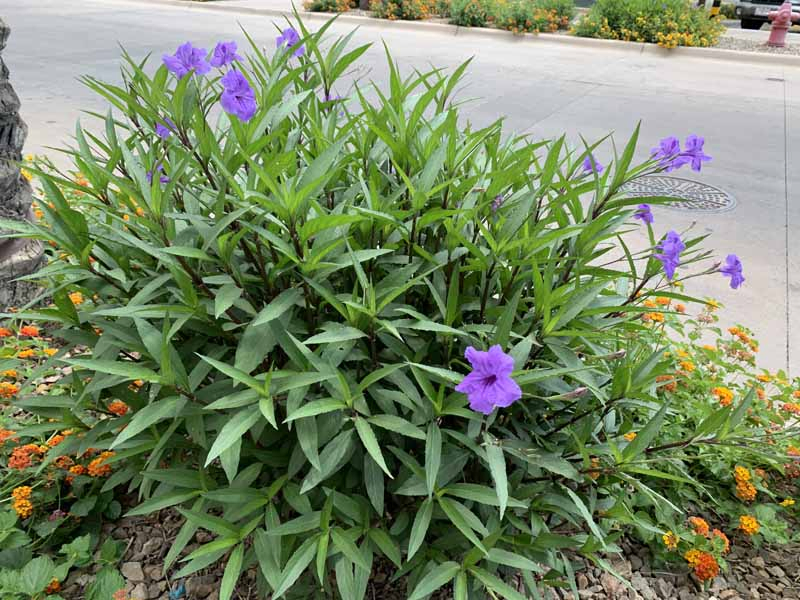 A horizontal image of a clump of the tall purple variety of Mexican petunia grown as a clumped panting along with orange latana flowers.
