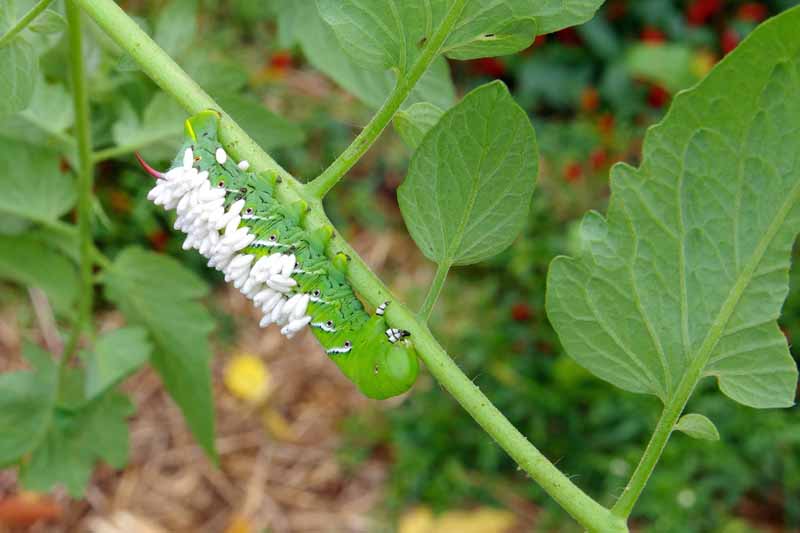 Parasitic braconid wasp eggs attached to a tomato horn worm.