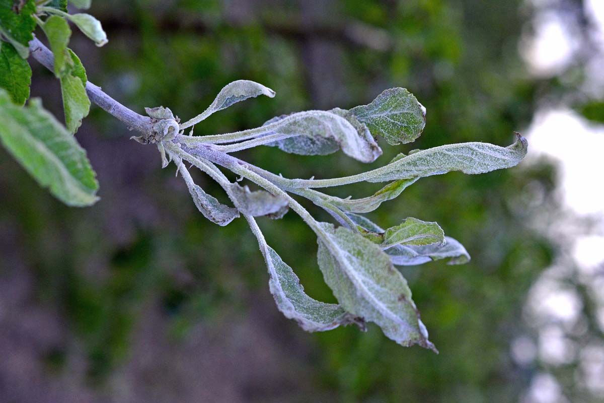 An apple tree branch complete coated in a Podosphaera leucotricha fungal infection showing the characteristic white powder-like coating on the leaves.
