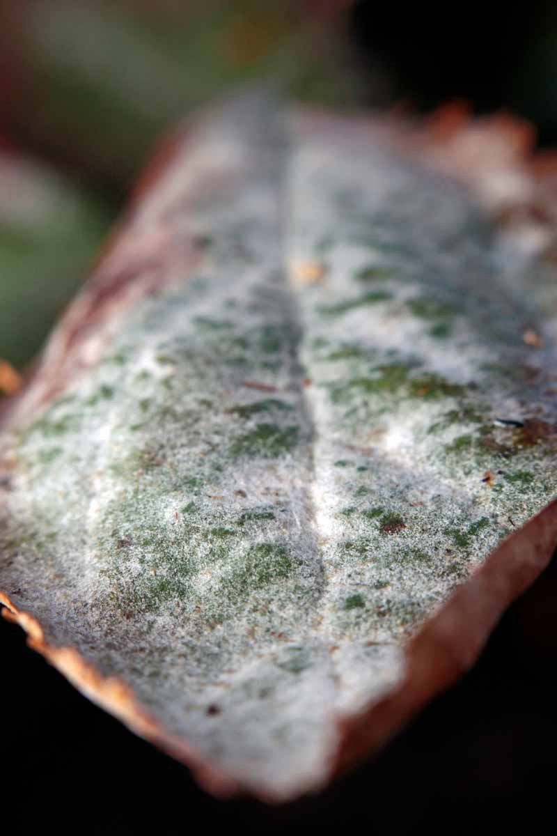 Close up of an apple leaf with a white coating consistent with a Podosphaera leucotricha fungal infection.