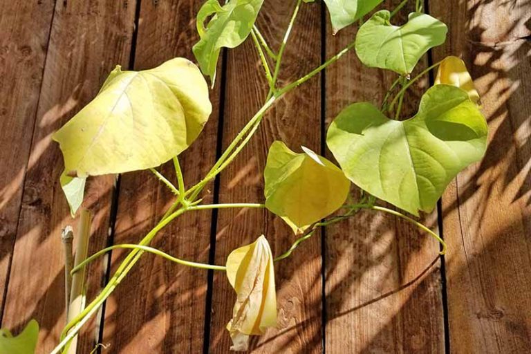 How to Plant and Grow Morning Glory Flowers Gardener’s Path