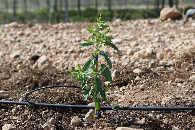 Closeup of a young almond tree freshly planted in tilled earth. A drip irrigation hose runs alongside it.