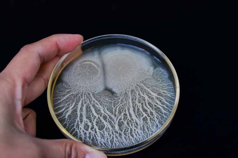 Bacillus thuringiensis growing in a petri dish.