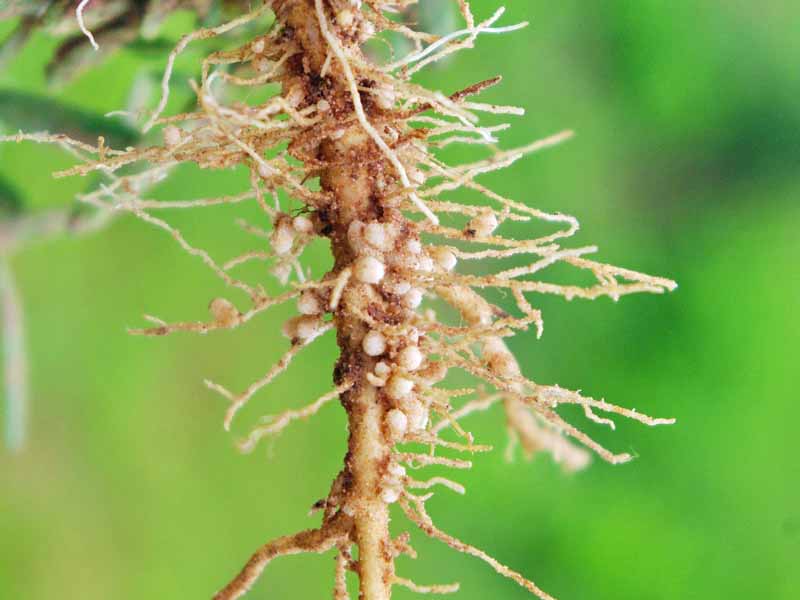 Close up a pea roots with bacteria root nodules.