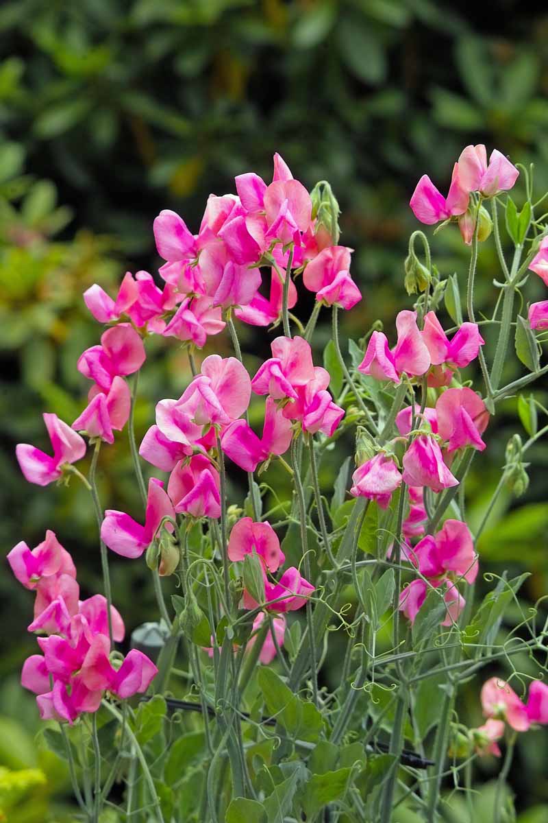 A cluster of bright pink sweet peas growing in a landscaped garden.
