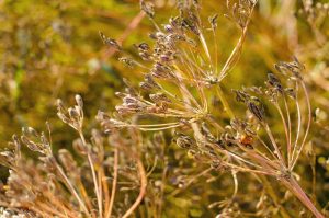 Close up of a caraway flower head with mature seeds ready for harvest.