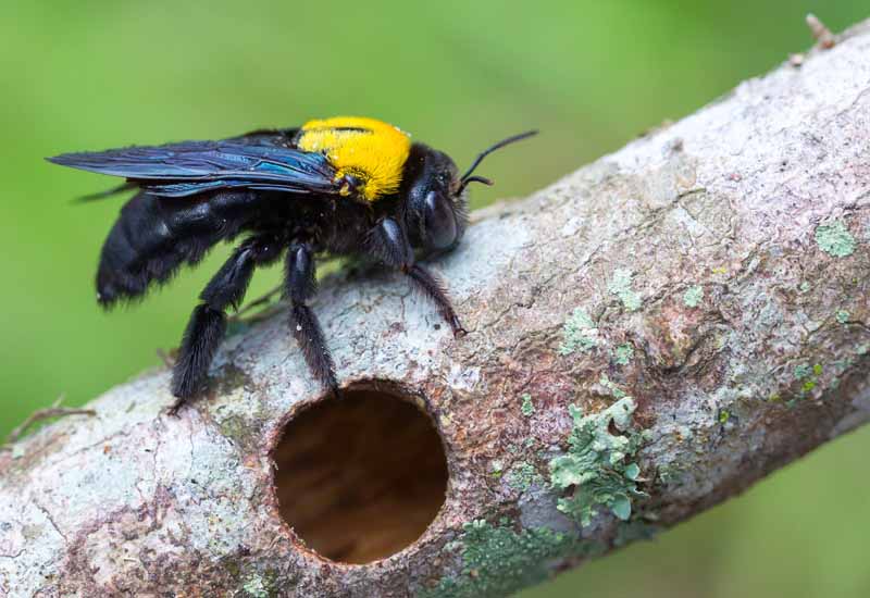 Carpenter Bee Sitting on Branch above