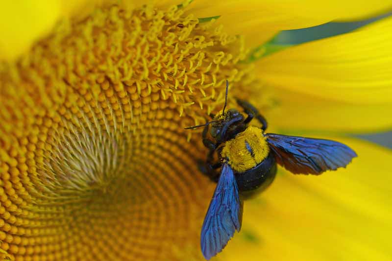 A carpenter bee collecting pollen on a sunflower.