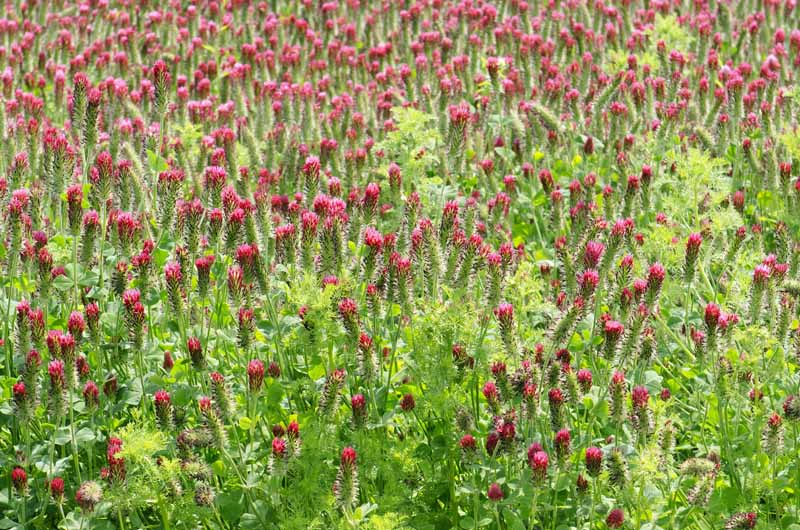 A close up horizontal image of a cover crop growing in the garden.