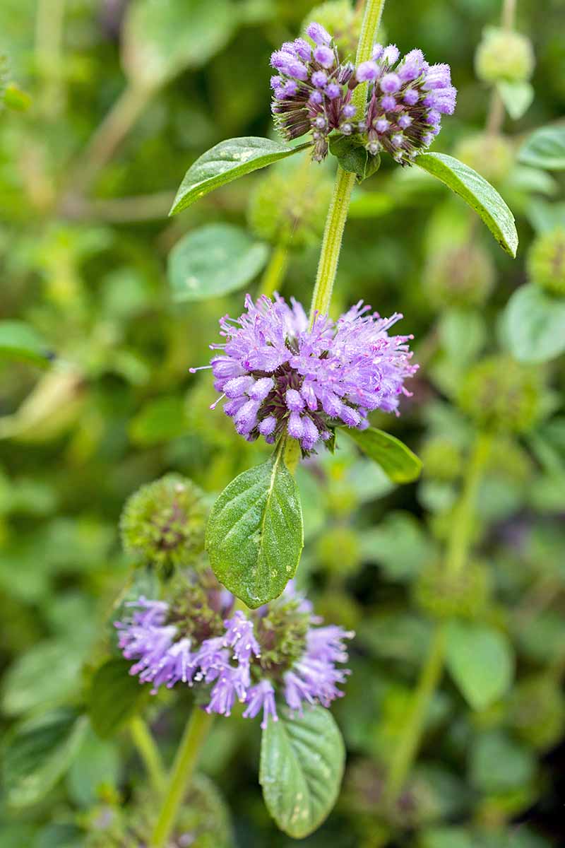 Vertical image of pink pennyroyal flowers with green foliage.