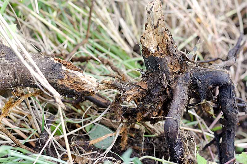 Horizontal image of the lower portion of a citrus tree that has succumbed to root rot, with grass and straw in the background.