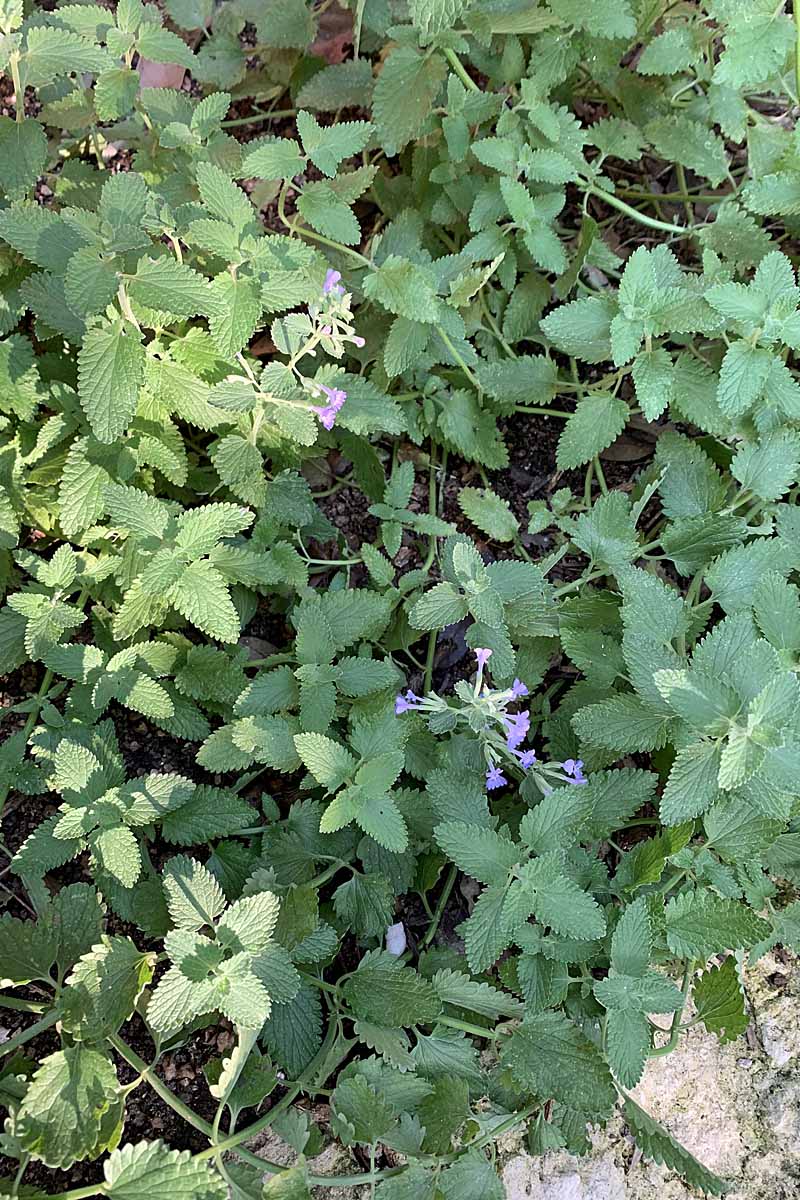 Top down vertical image of a view of Faassen's catmint in shade in an Austin, TX residential lawn.