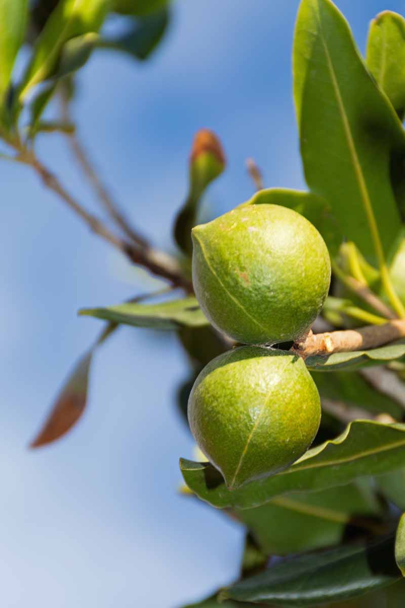 Closeup of two macadamia nuts growing on a tree.