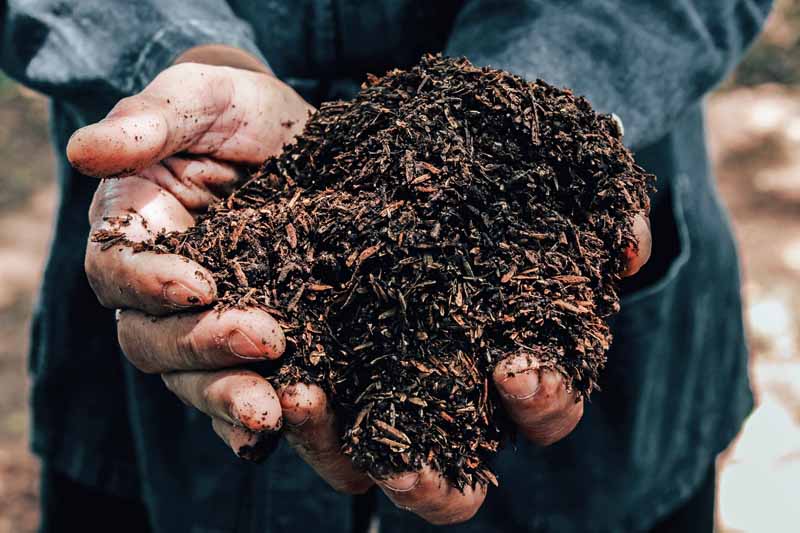 A pair of human hands holds a mound of healthy garden soil toward the viewer.