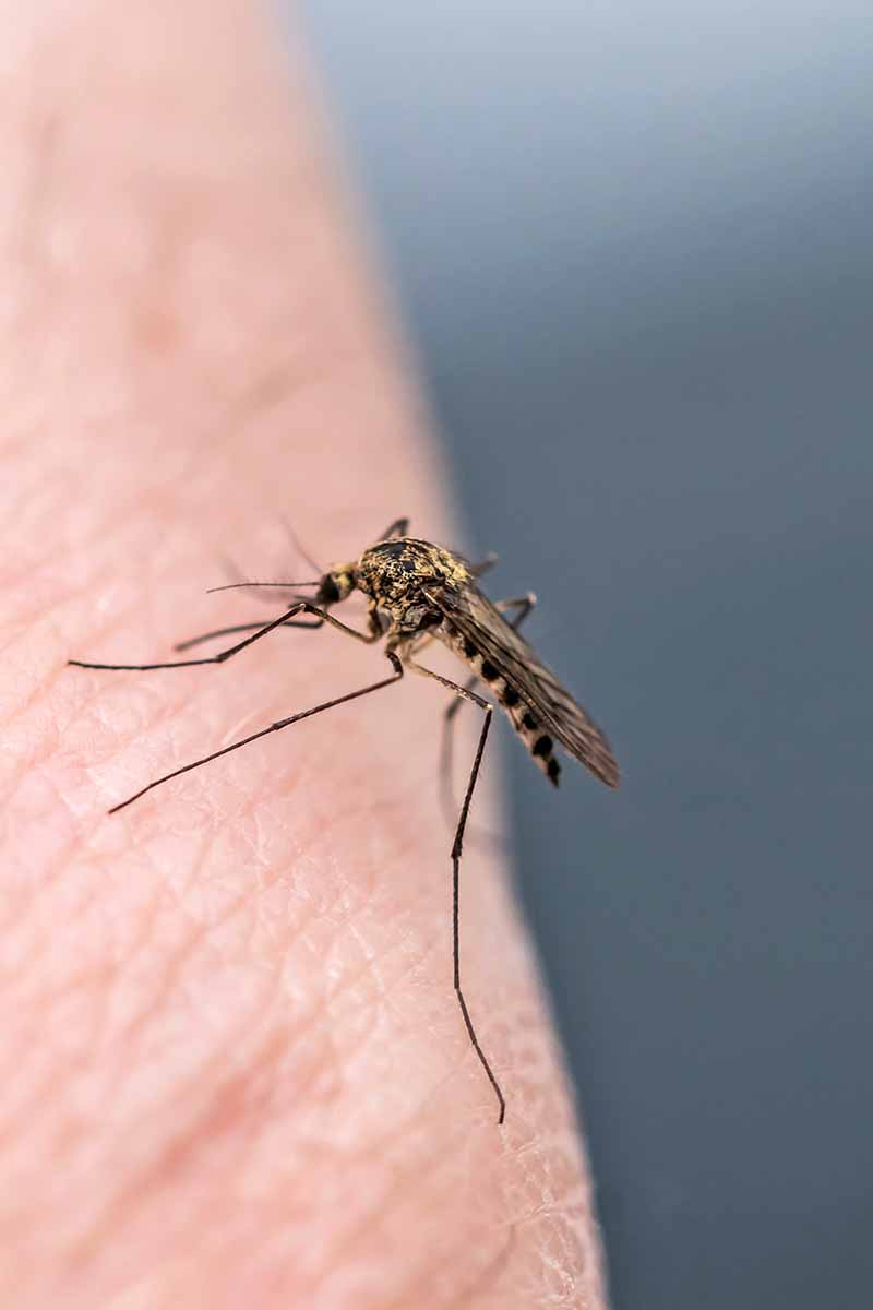 Closeup image of a mosquito on a hand, with a gray background.