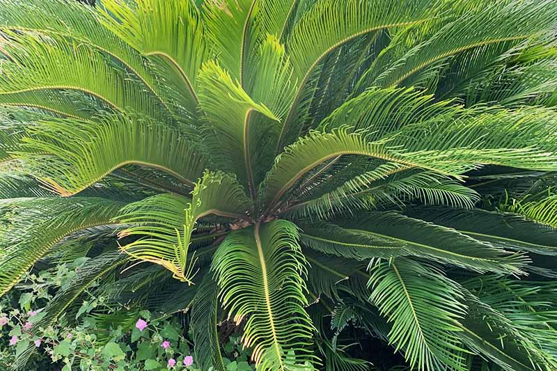 Horizontal image of a green feathery cycad.