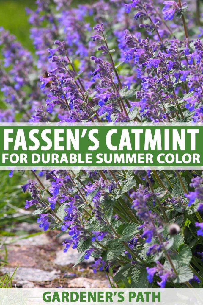 A tall clump of Fassen's Catmint in full bloom with lavender, spiky flowers.