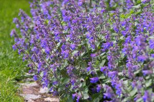 Grow Faassen’s Catmint for Durable Summer Color