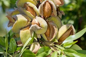 How to Plant, Grow, and Care for Almond Trees