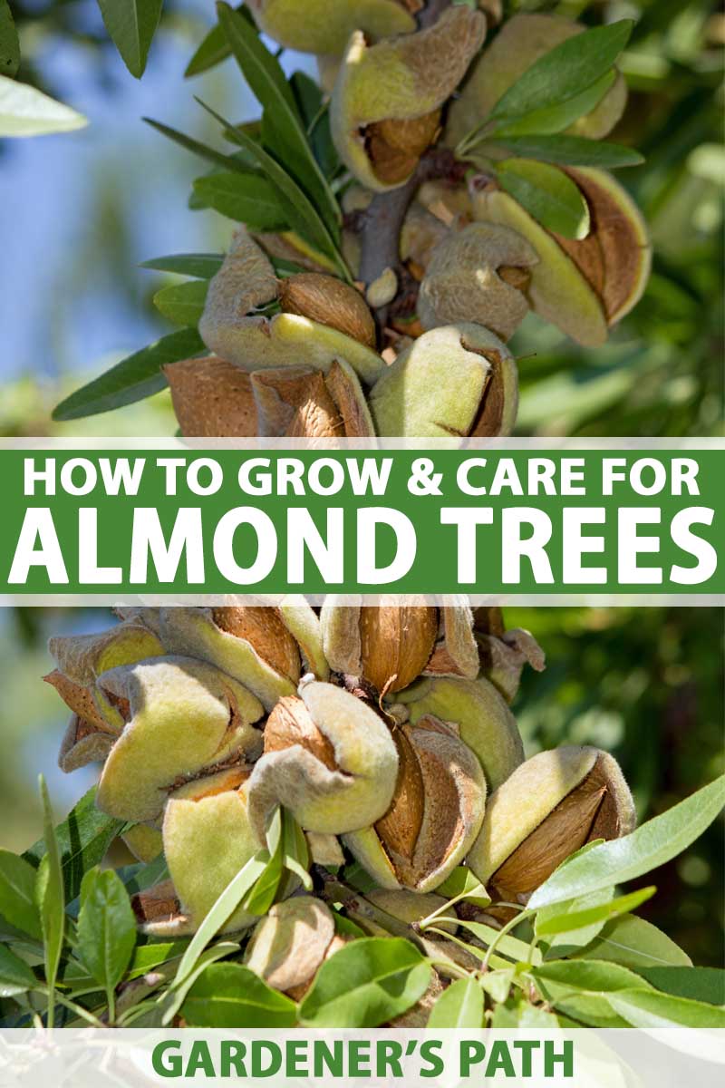 Hardy Halls Almond Tree Garden Patio Tasty Fresh Nuts Easy to Grow Outdoor Plant