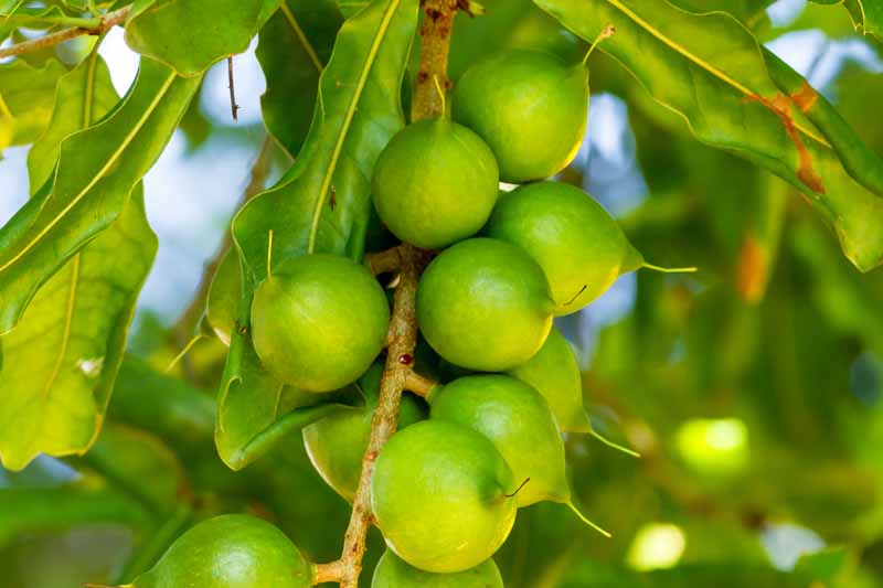 2 POTS 12" Florida Macadamia Nut Tropical Fruit Plant Macadamia integrifolia 