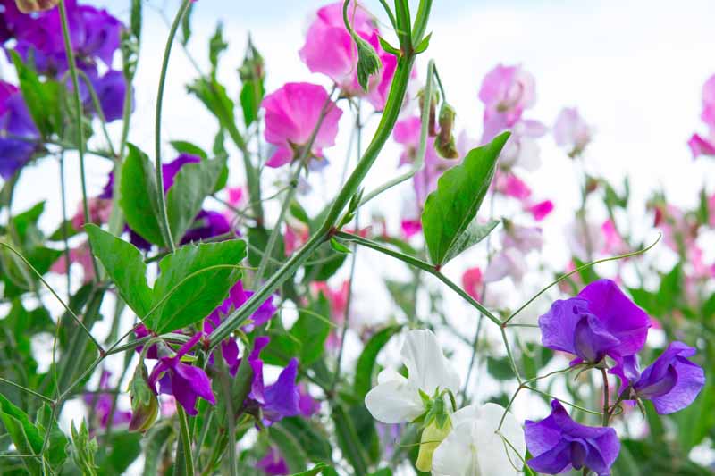 Close up side profile photo of multicolored sweet pea flowers in the garden.