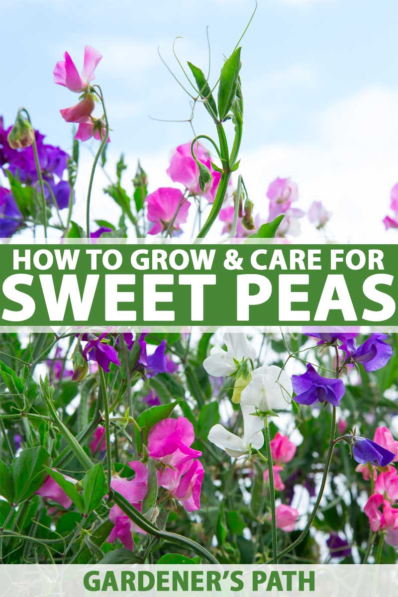 how to plant, grow, and care for sweet pea flowers | gardener's path