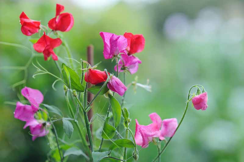 Closeup of sweet pea blooms pictured on a green diffused background.