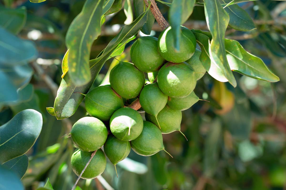 A large cluster of green macadamia nuts hanging on a tree branch.