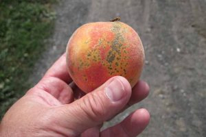 A human hand holds up a peach infected with scab fungus.