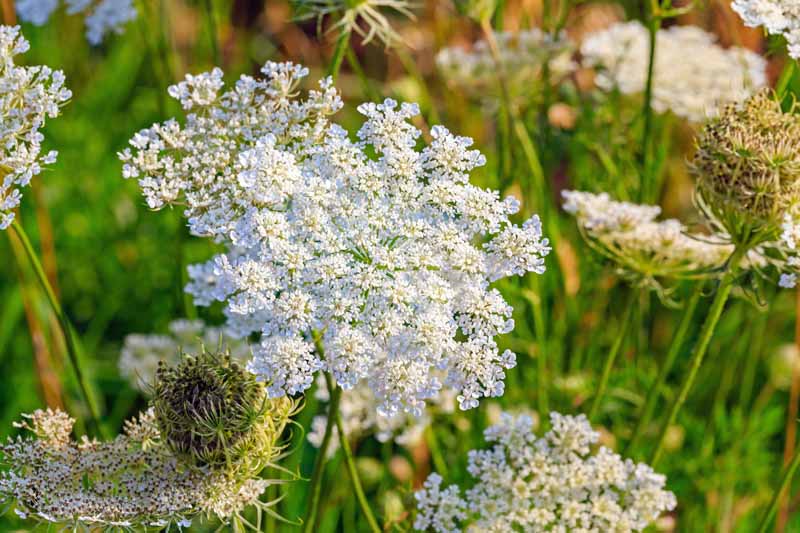 Close up of the blooms of the caraway plant or meridian fennel or Persian cumin or Carum carvi.