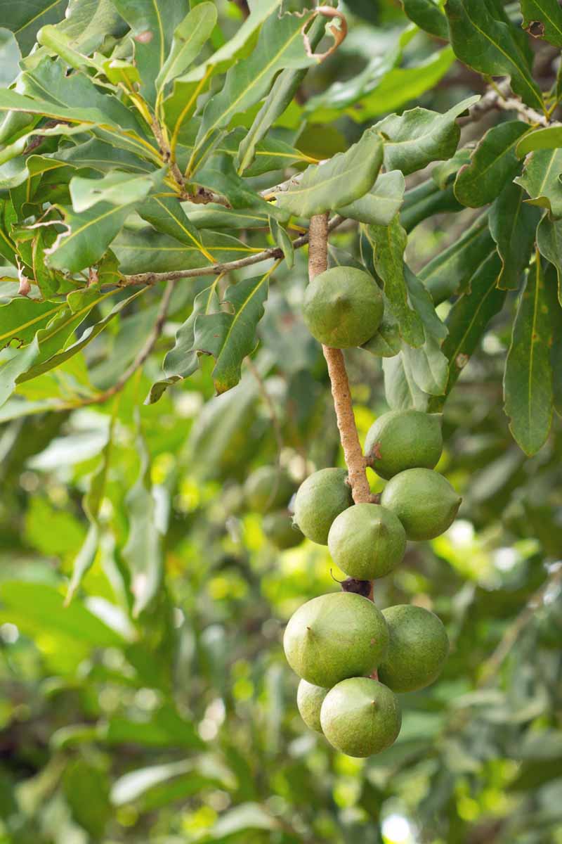 A branch of a macadamia tree loaded with green nuts.